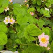 ヒメ日記 2026/04/09 18:02 投稿 森川すみれ ローテンブルク