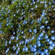 ヒメ日記 2026/04/19 22:02 投稿 森川すみれ ローテンブルク