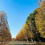 ヒメ日記 2024/12/15 21:07 投稿 早乙女りえ ローテンブルク