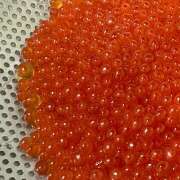 ヒメ日記 2024/12/18 18:46 投稿 早乙女りえ ローテンブルク