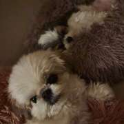 ヒメ日記 2025/01/18 00:17 投稿 早乙女りえ ローテンブルク