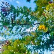 ヒメ日記 2025/02/17 21:43 投稿 早乙女りえ ローテンブルク