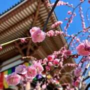 ヒメ日記 2025/02/21 20:34 投稿 早乙女りえ ローテンブルク