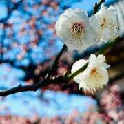 ヒメ日記 2025/02/22 19:38 投稿 早乙女りえ ローテンブルク
