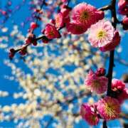 ヒメ日記 2025/02/27 14:04 投稿 早乙女りえ ローテンブルク