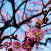 ヒメ日記 2025/03/03 15:44 投稿 早乙女りえ ローテンブルク