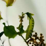 ヒメ日記 2025/03/19 06:14 投稿 早乙女りえ ローテンブルク