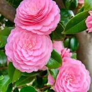 ヒメ日記 2025/04/06 17:07 投稿 早乙女りえ ローテンブルク