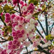 ヒメ日記 2025/04/27 21:53 投稿 早乙女りえ ローテンブルク