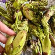 ヒメ日記 2025/04/29 20:56 投稿 早乙女りえ ローテンブルク