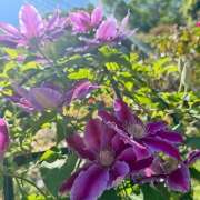 ヒメ日記 2025/04/30 23:06 投稿 早乙女りえ ローテンブルク