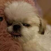 ヒメ日記 2025/05/03 05:50 投稿 早乙女りえ ローテンブルク