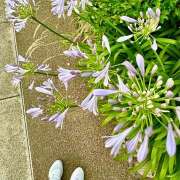 ヒメ日記 2025/06/20 21:14 投稿 早乙女りえ ローテンブルク