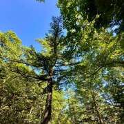 ヒメ日記 2025/07/30 22:07 投稿 早乙女りえ ローテンブルク