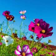 ヒメ日記 2025/10/21 08:50 投稿 早乙女りえ ローテンブルク