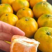 ヒメ日記 2025/11/13 06:43 投稿 早乙女りえ ローテンブルク