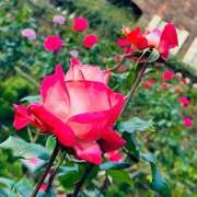 ヒメ日記 2025/11/22 19:02 投稿 早乙女りえ ローテンブルク