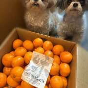 ヒメ日記 2025/11/28 10:21 投稿 早乙女りえ ローテンブルク