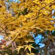 ヒメ日記 2025/12/03 08:21 投稿 早乙女りえ ローテンブルク