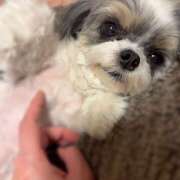 ヒメ日記 2025/12/10 22:21 投稿 早乙女りえ ローテンブルク