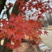 ヒメ日記 2025/12/26 10:57 投稿 早乙女りえ ローテンブルク