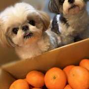 ヒメ日記 2026/01/28 20:23 投稿 早乙女りえ ローテンブルク