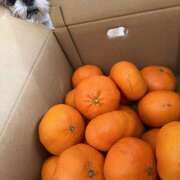 ヒメ日記 2026/03/01 21:58 投稿 早乙女りえ ローテンブルク