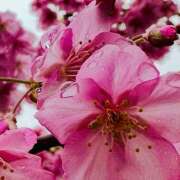 ヒメ日記 2026/03/04 10:06 投稿 早乙女りえ ローテンブルク