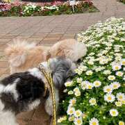 ヒメ日記 2026/04/06 10:44 投稿 早乙女りえ ローテンブルク