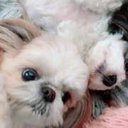 ヒメ日記 2026/04/11 00:03 投稿 早乙女りえ ローテンブルク