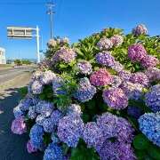 ヒメ日記 2026/08/11 09:21 投稿 早乙女りえ ローテンブルク