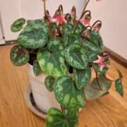 ヒメ日記 2025/04/01 10:31 投稿 胡蝶蘭 ローテンブルク