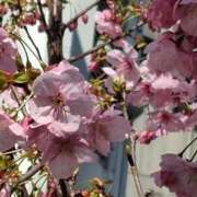 ヒメ日記 2025/04/05 10:07 投稿 胡蝶蘭 ローテンブルク