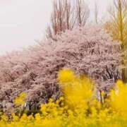 ヒメ日記 2025/04/16 08:13 投稿 胡蝶蘭 ローテンブルク