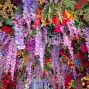 ヒメ日記 2025/04/18 18:01 投稿 胡蝶蘭 ローテンブルク