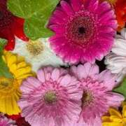 ヒメ日記 2025/06/08 08:41 投稿 胡蝶蘭 ローテンブルク