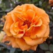 ヒメ日記 2025/10/17 07:45 投稿 胡蝶蘭 ローテンブルク