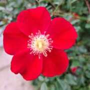 ヒメ日記 2025/10/27 13:48 投稿 胡蝶蘭 ローテンブルク