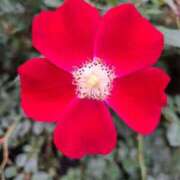 ヒメ日記 2025/11/02 15:10 投稿 胡蝶蘭 ローテンブルク