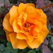 ヒメ日記 2025/11/30 08:45 投稿 胡蝶蘭 ローテンブルク