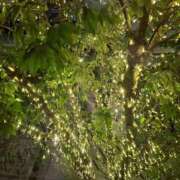 ヒメ日記 2026/01/08 20:33 投稿 胡蝶蘭 ローテンブルク