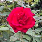 ヒメ日記 2026/01/25 08:55 投稿 胡蝶蘭 ローテンブルク