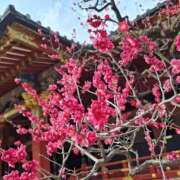 ヒメ日記 2026/02/27 19:19 投稿 胡蝶蘭 ローテンブルク