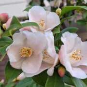 胡蝶蘭 3月26日(木)日曜日ご予約あと一枠 ローテンブルク