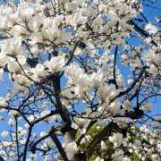 ヒメ日記 2025/03/15 14:13 投稿 吉沢はるか ローテンブルク