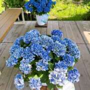 ヒメ日記 2025/07/02 20:18 投稿 吉沢はるか ローテンブルク