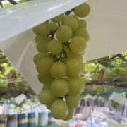 ヒメ日記 2025/10/12 20:20 投稿 吉沢はるか ローテンブルク