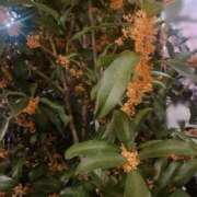 ヒメ日記 2025/10/21 21:23 投稿 吉沢はるか ローテンブルク