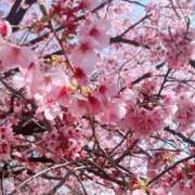 ヒメ日記 2026/03/24 21:30 投稿 吉沢はるか ローテンブルク