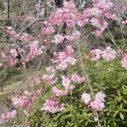 ヒメ日記 2026/03/31 09:12 投稿 吉沢はるか ローテンブルク